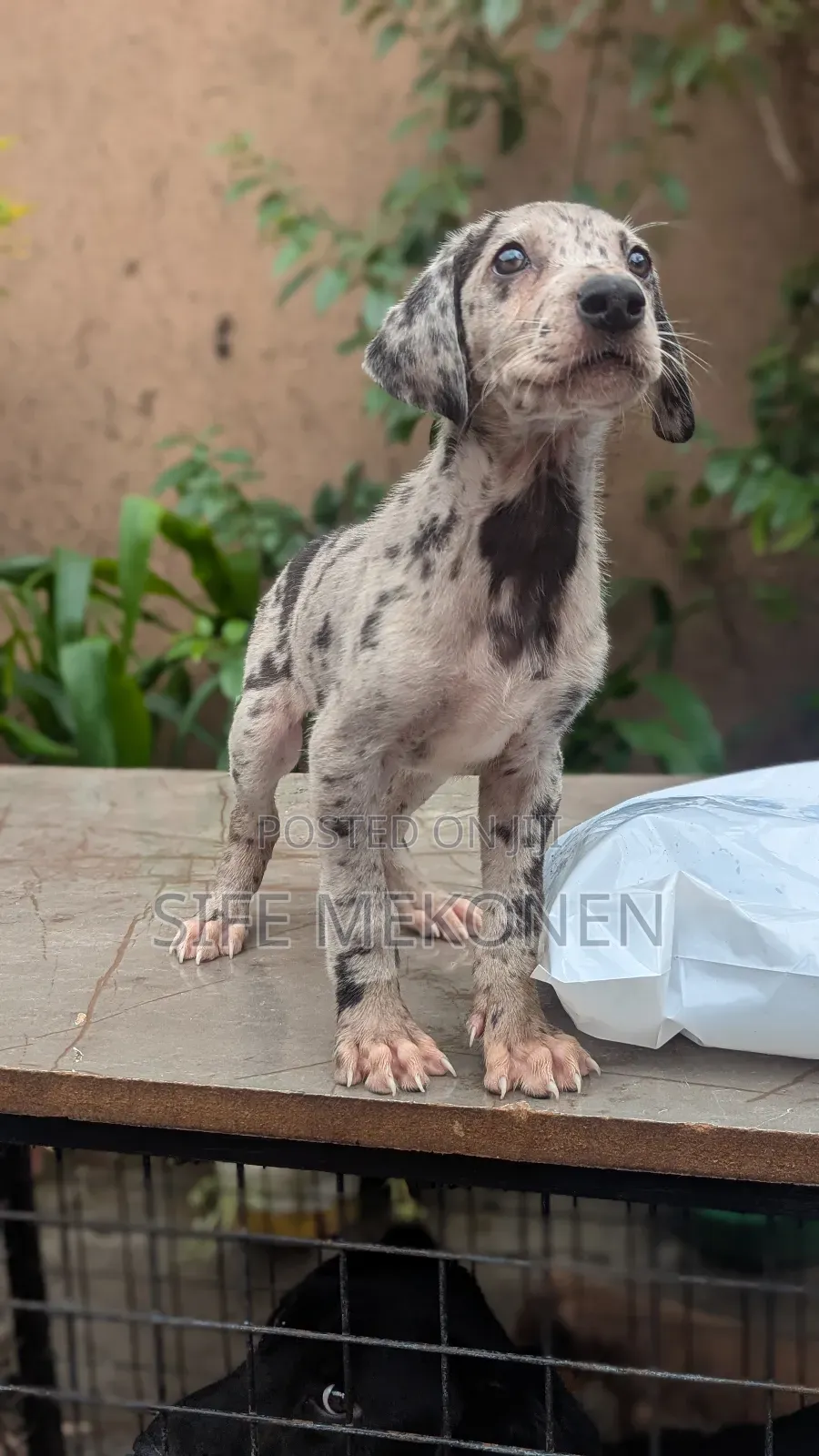 1-3 months Male Purebred Great Dane