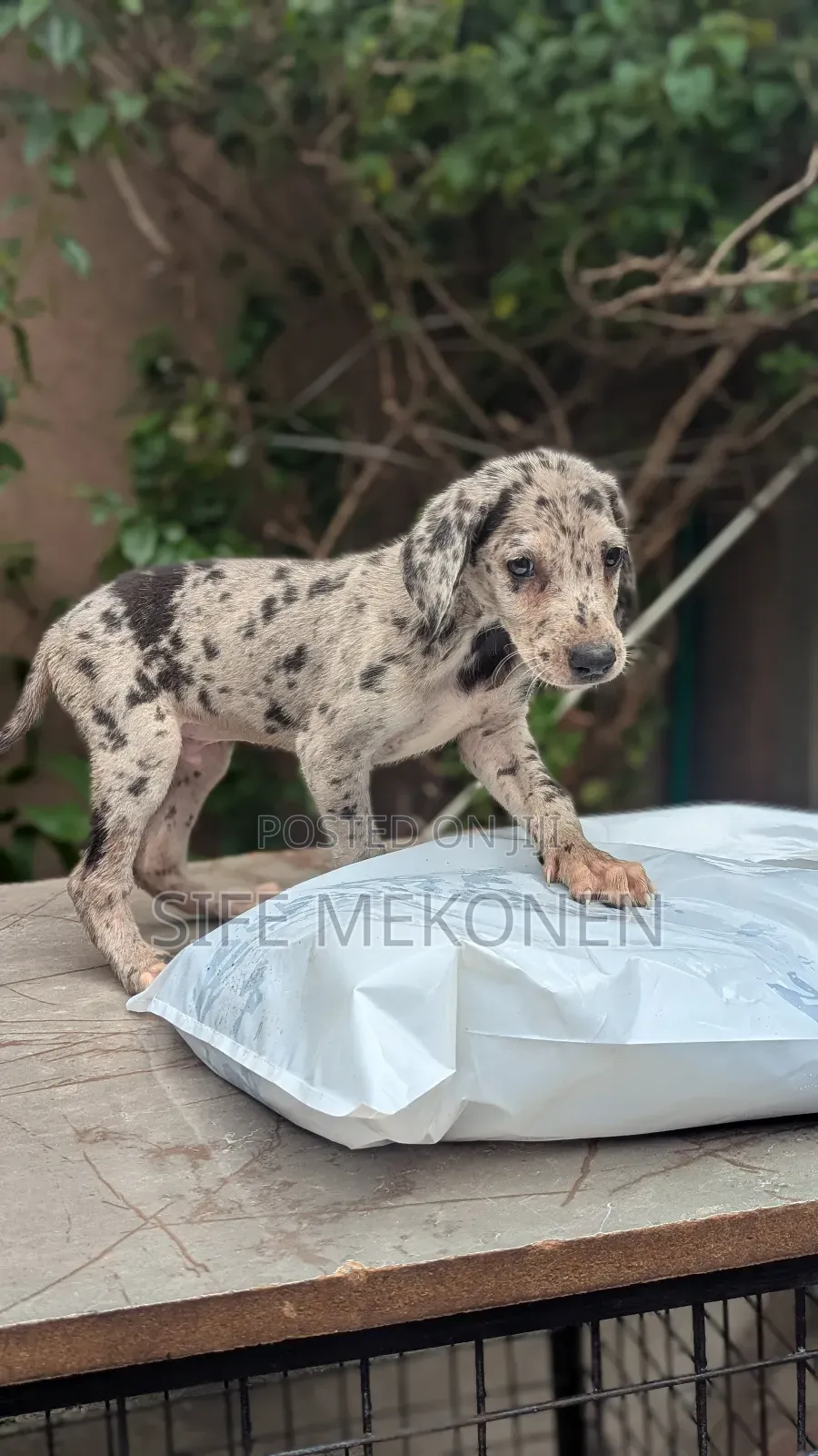 1-3 months Male Purebred Great Dane
