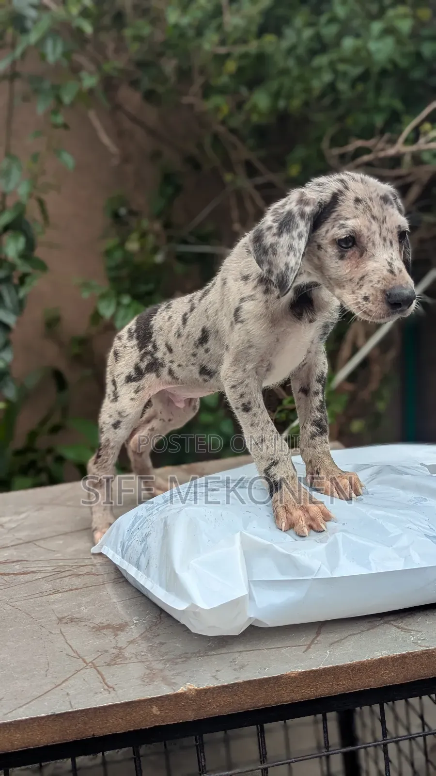 1-3 months Male Purebred Great Dane