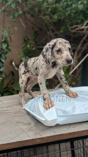 1-3 months Male Purebred Great Dane