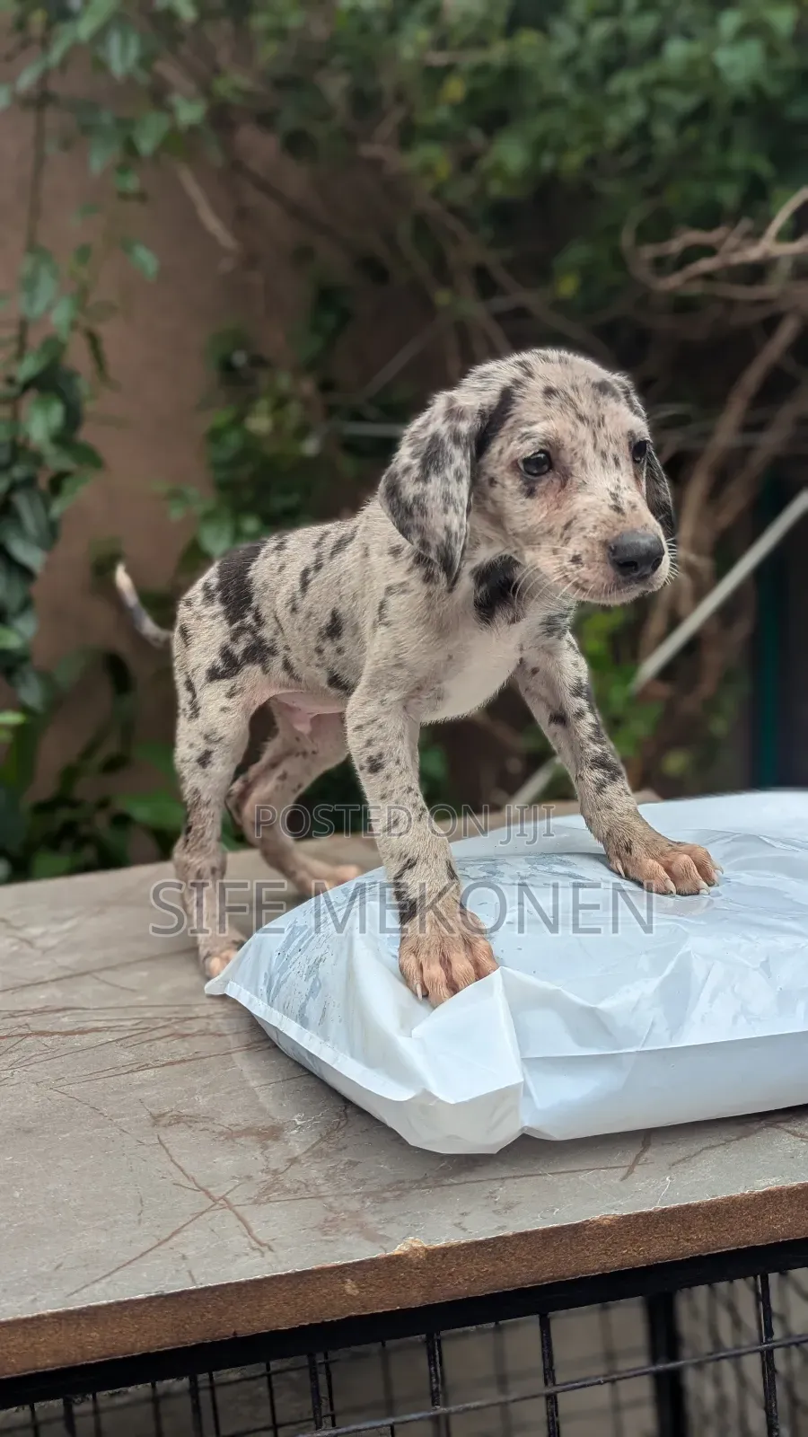 1-3 months Male Purebred Great Dane