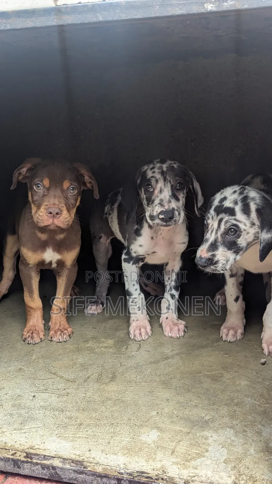 1-3 months Male Purebred American Pit Bull Terrier