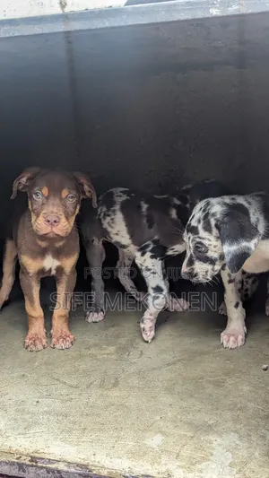 1-3 months Male Purebred American Pit Bull Terrier