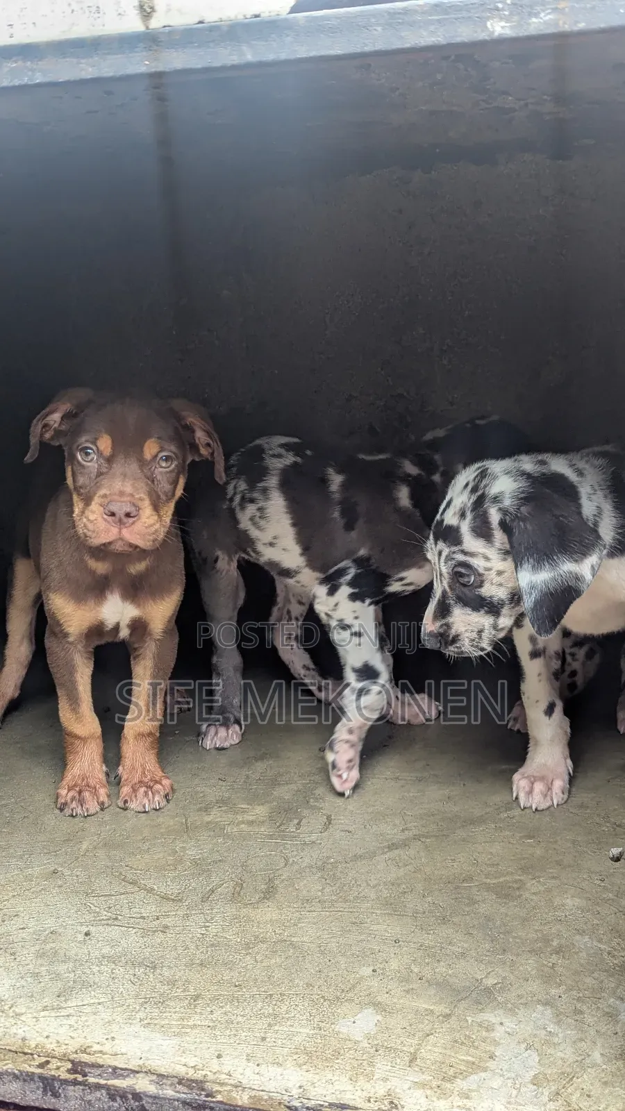 1-3 months Male Purebred American Pit Bull Terrier