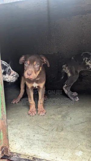 1-3 months Male Purebred American Pit Bull Terrier