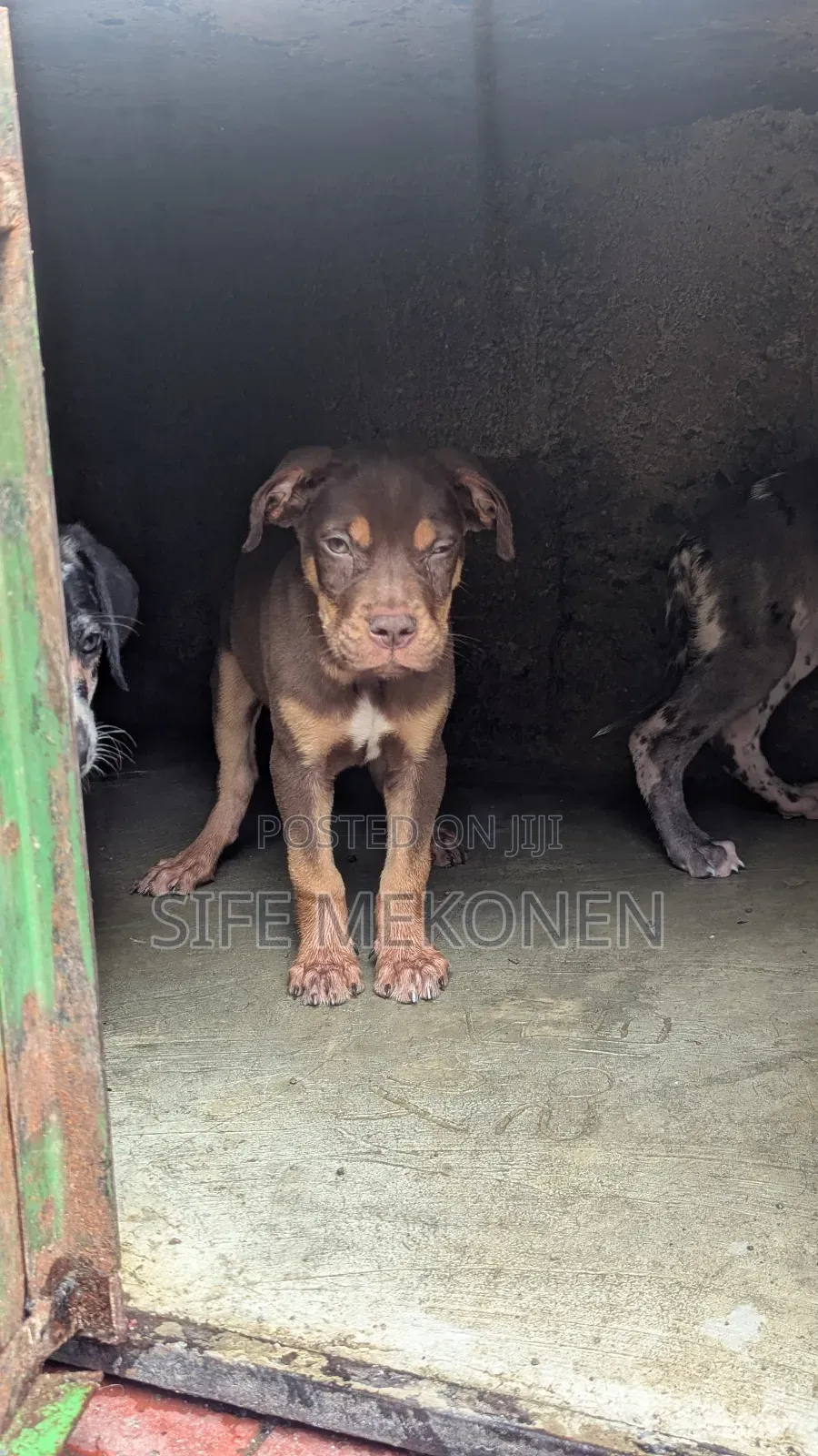 1-3 months Male Purebred American Pit Bull Terrier