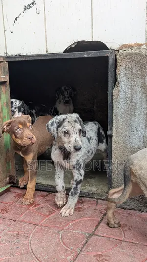 Photo - 1-3 months Male Purebred Great Dane