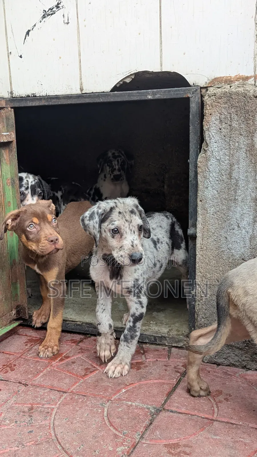 1-3 months Male Purebred Great Dane