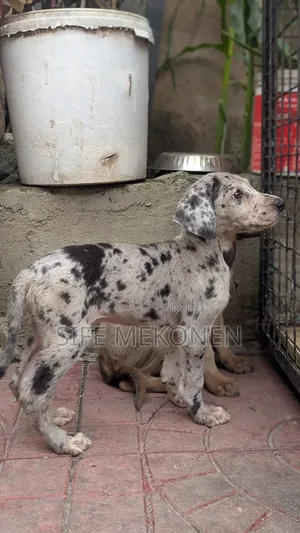 1-3 months Male Purebred Great Dane