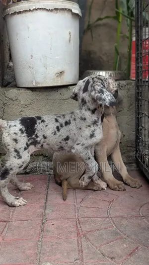 1-3 months Male Purebred Great Dane