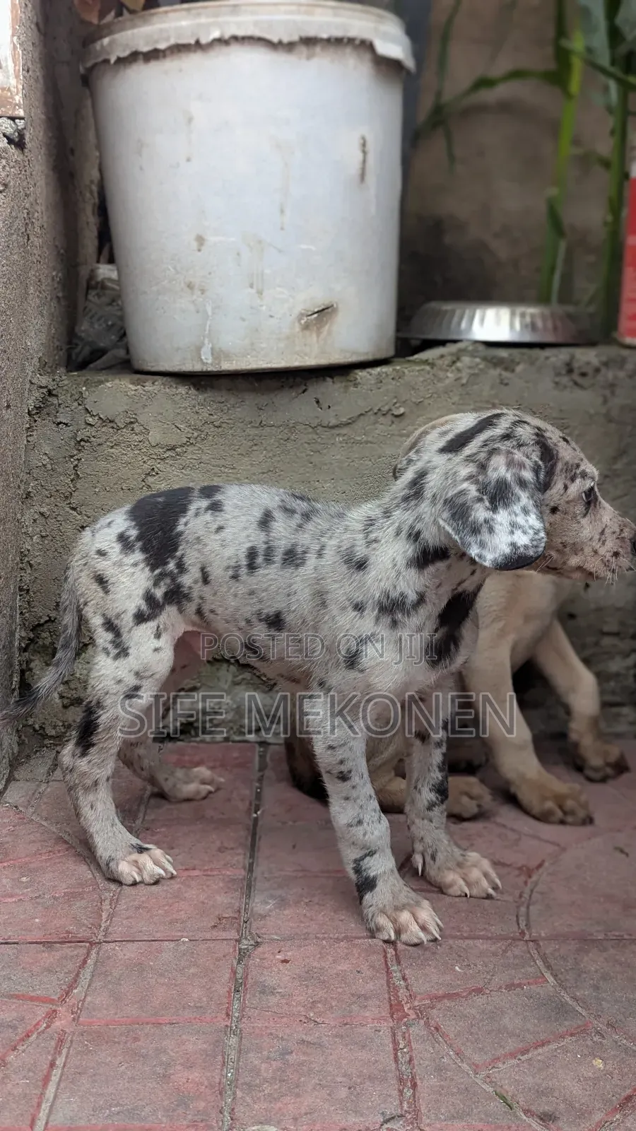 1-3 months Male Purebred Great Dane