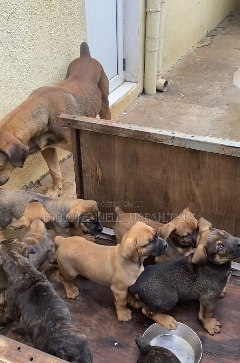 1-3 months Male Purebred Boerboel