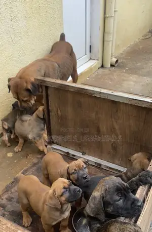 1-3 months Male Purebred Boerboel