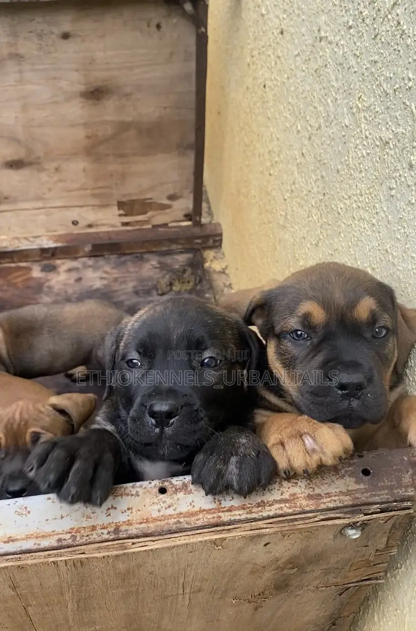 1-3 months Male Purebred Boerboel