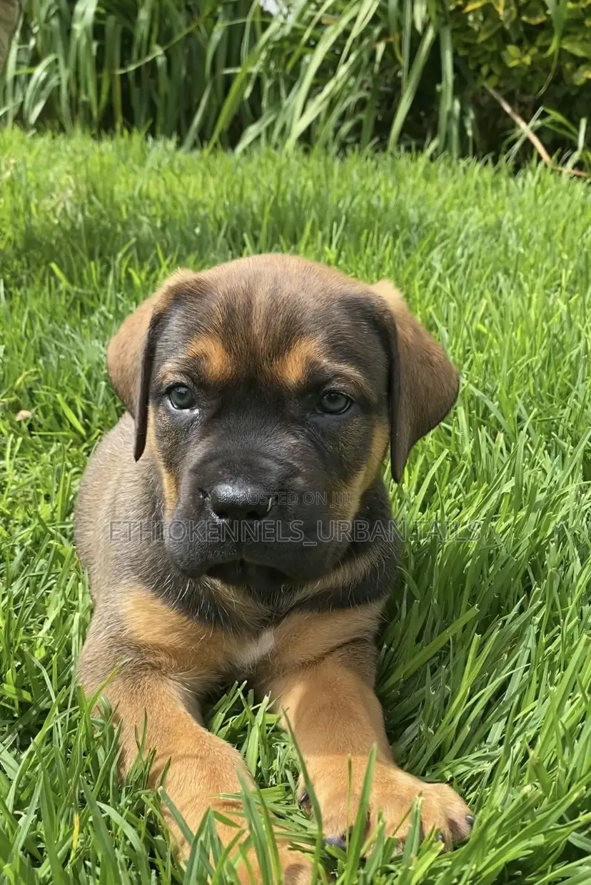 1-3 months Male Purebred Boerboel