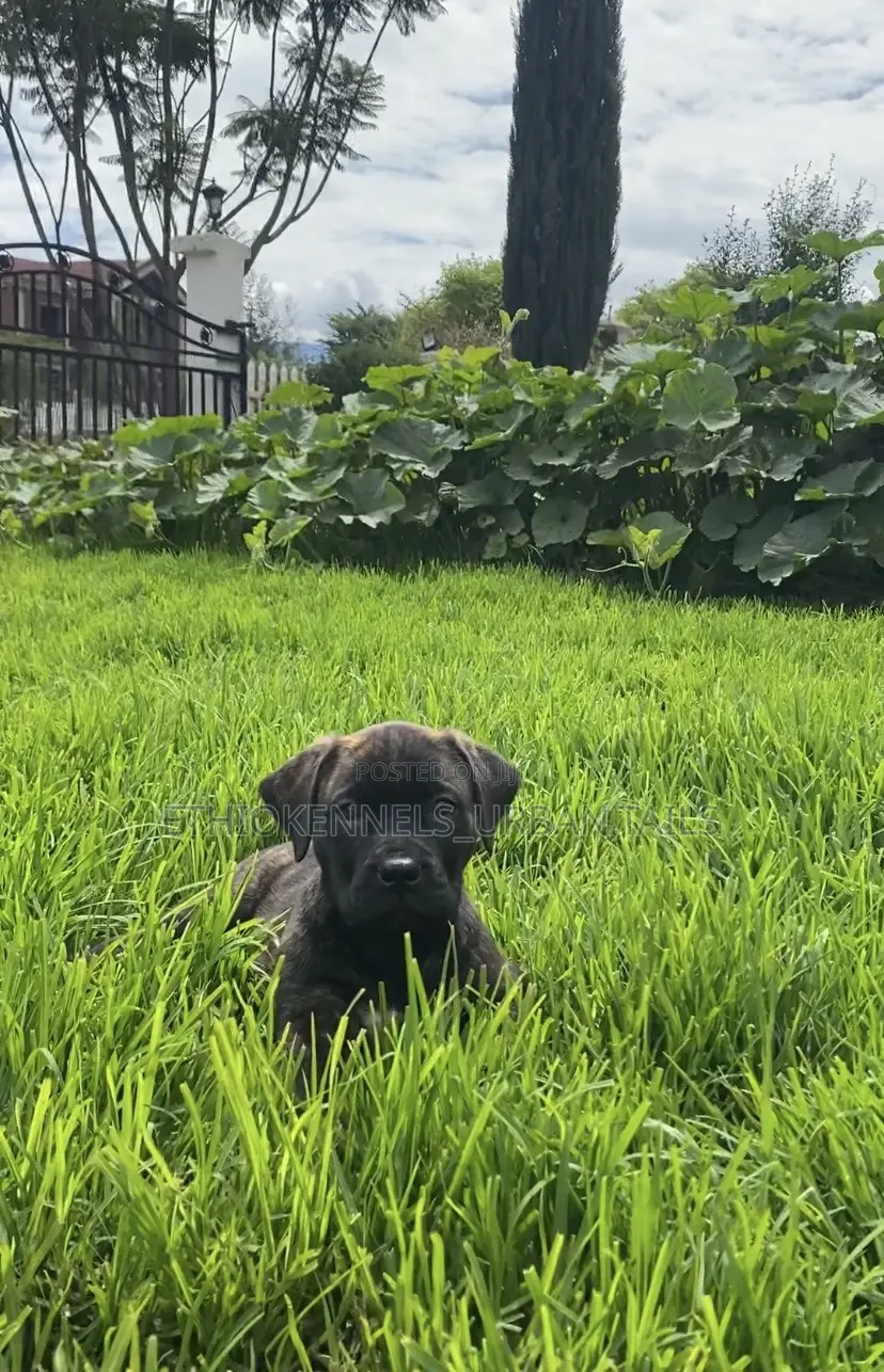 1-3 months Male Purebred Boerboel