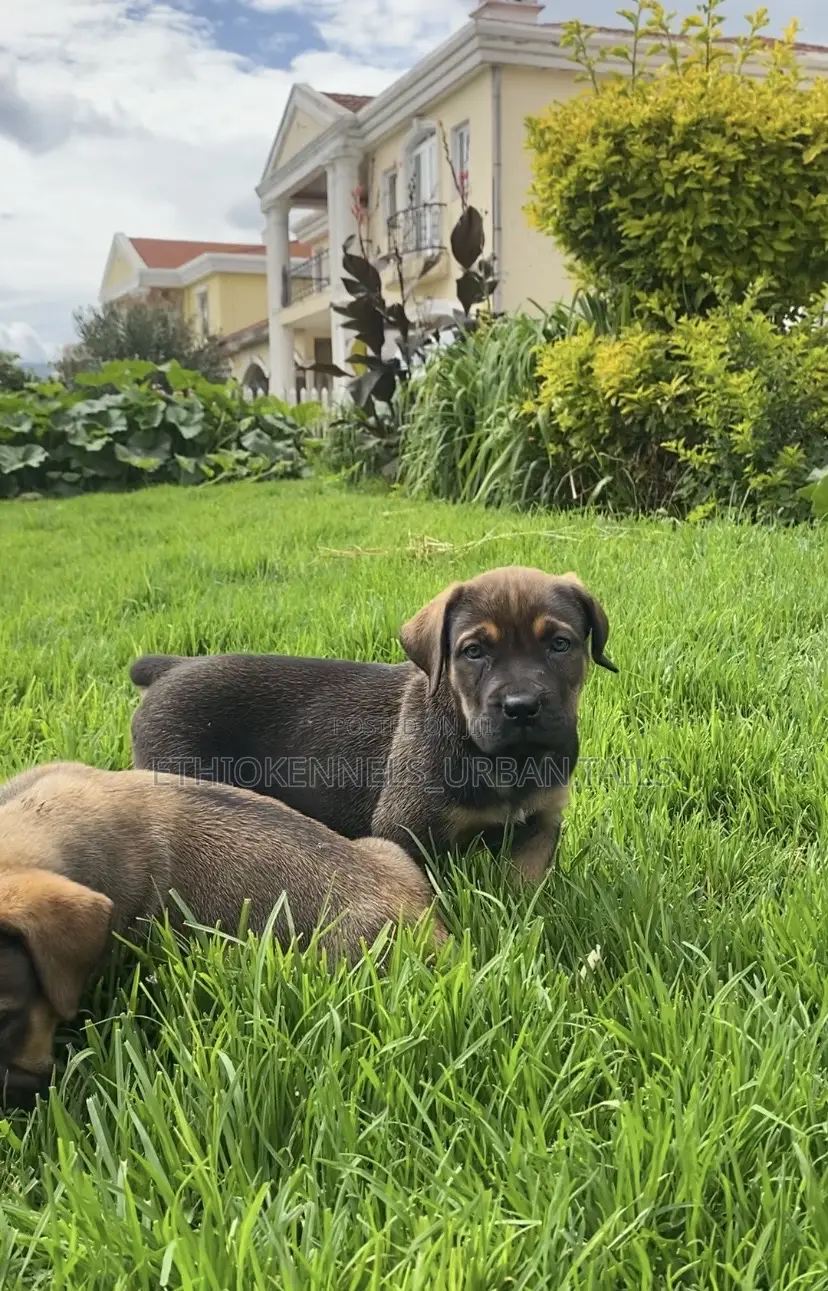 1-3 months Male Purebred Boerboel
