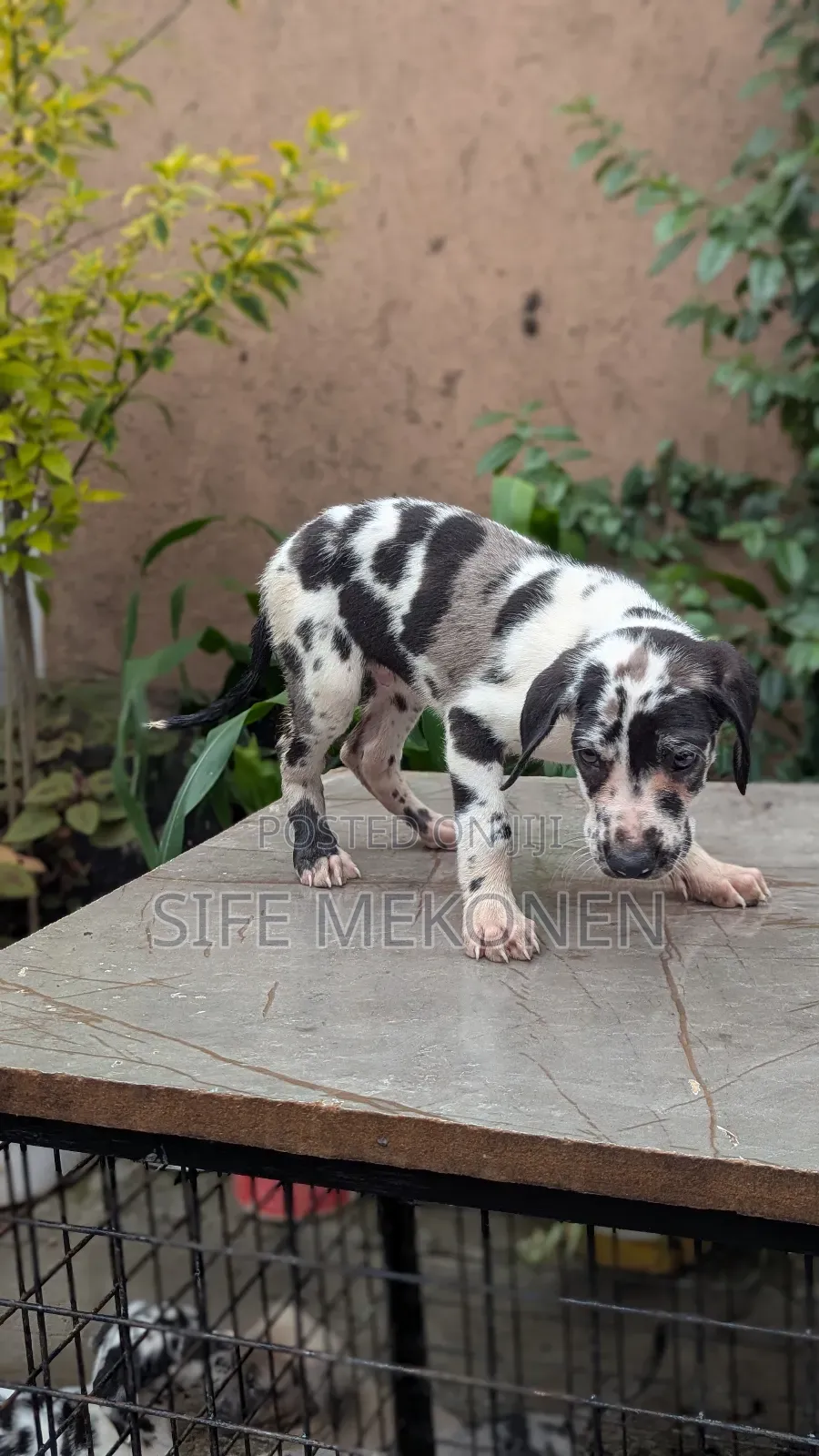 1-3 months Female Purebred Great Dane