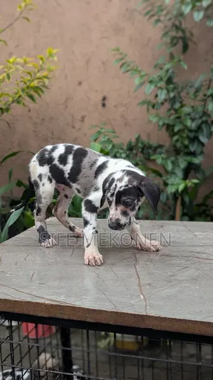 1-3 months Female Purebred Great Dane