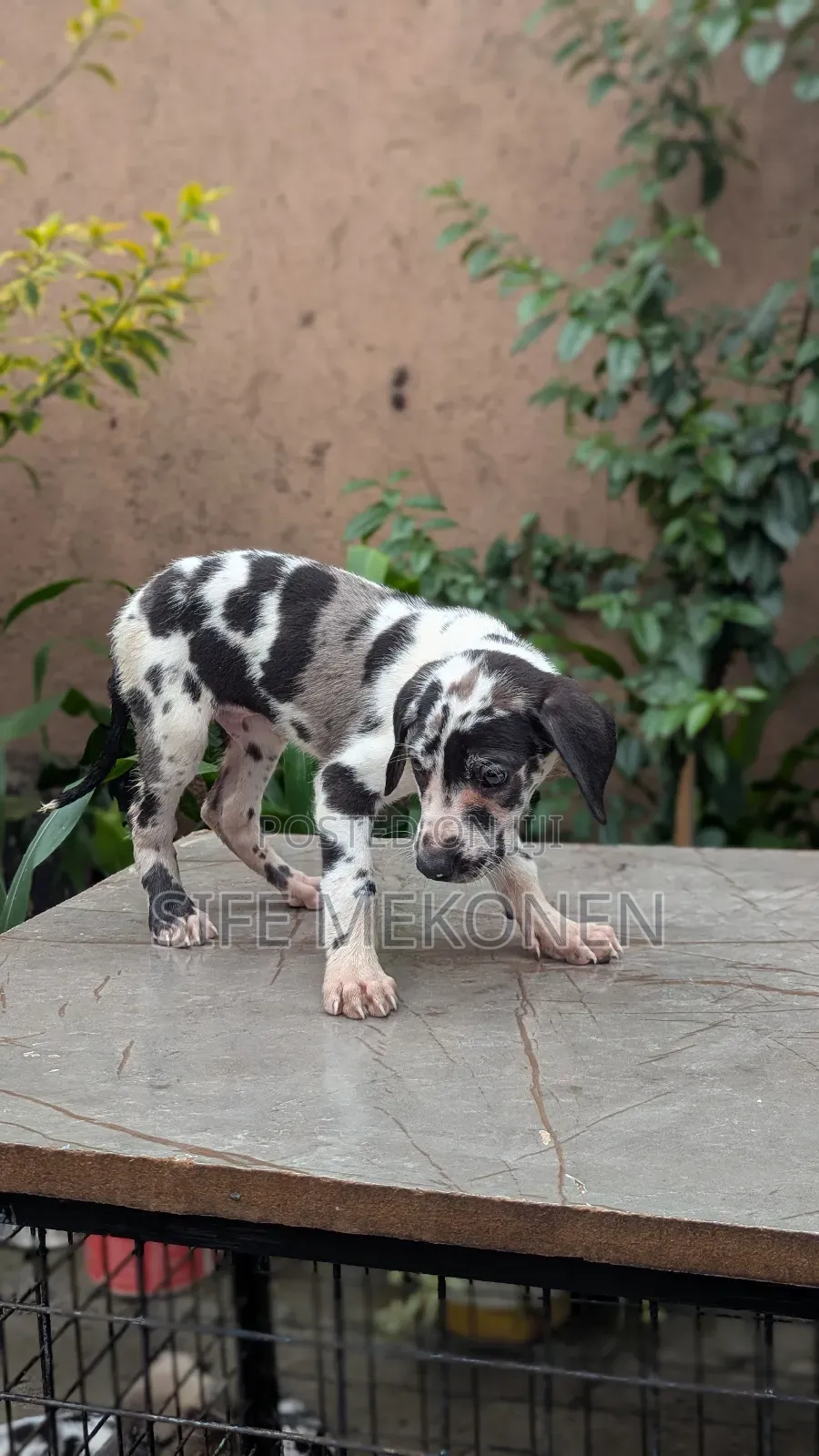 1-3 months Female Purebred Great Dane