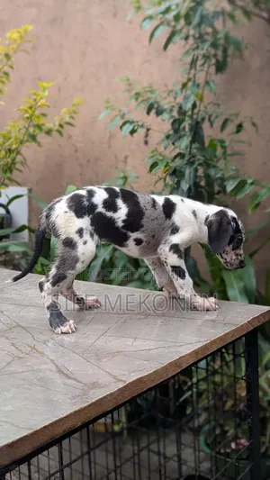 1-3 months Female Purebred Great Dane