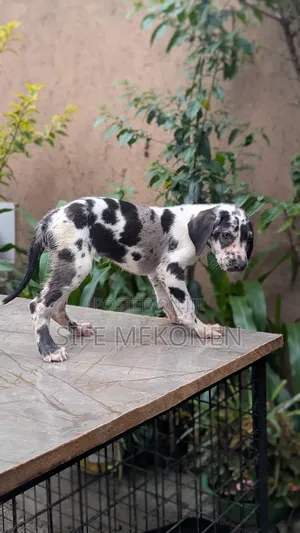 1-3 months Female Purebred Great Dane