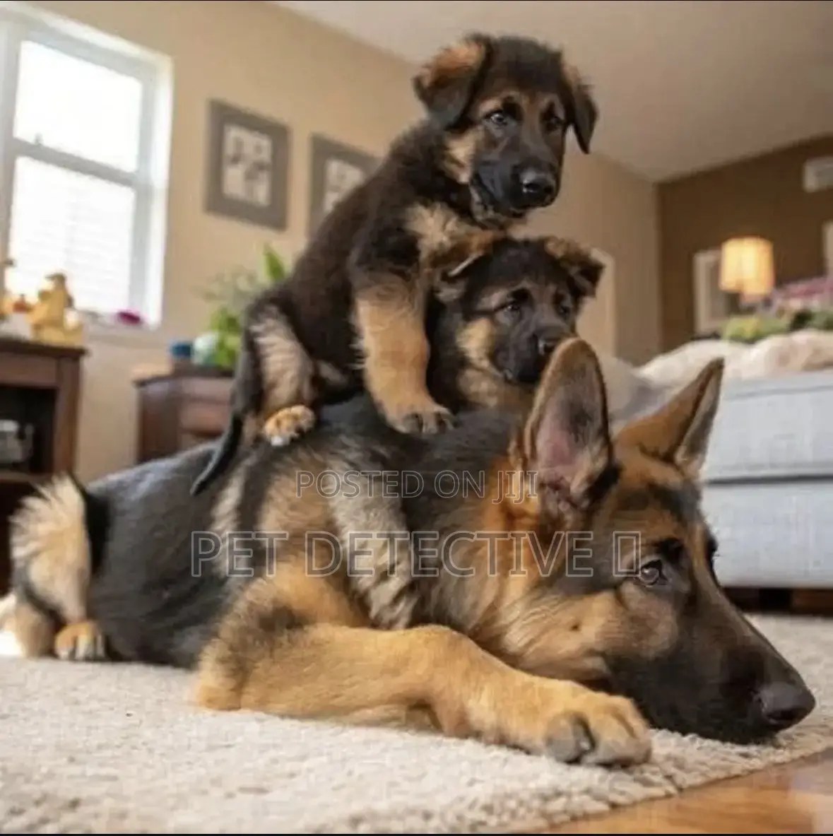 1-3 months Male Purebred German Shepherd