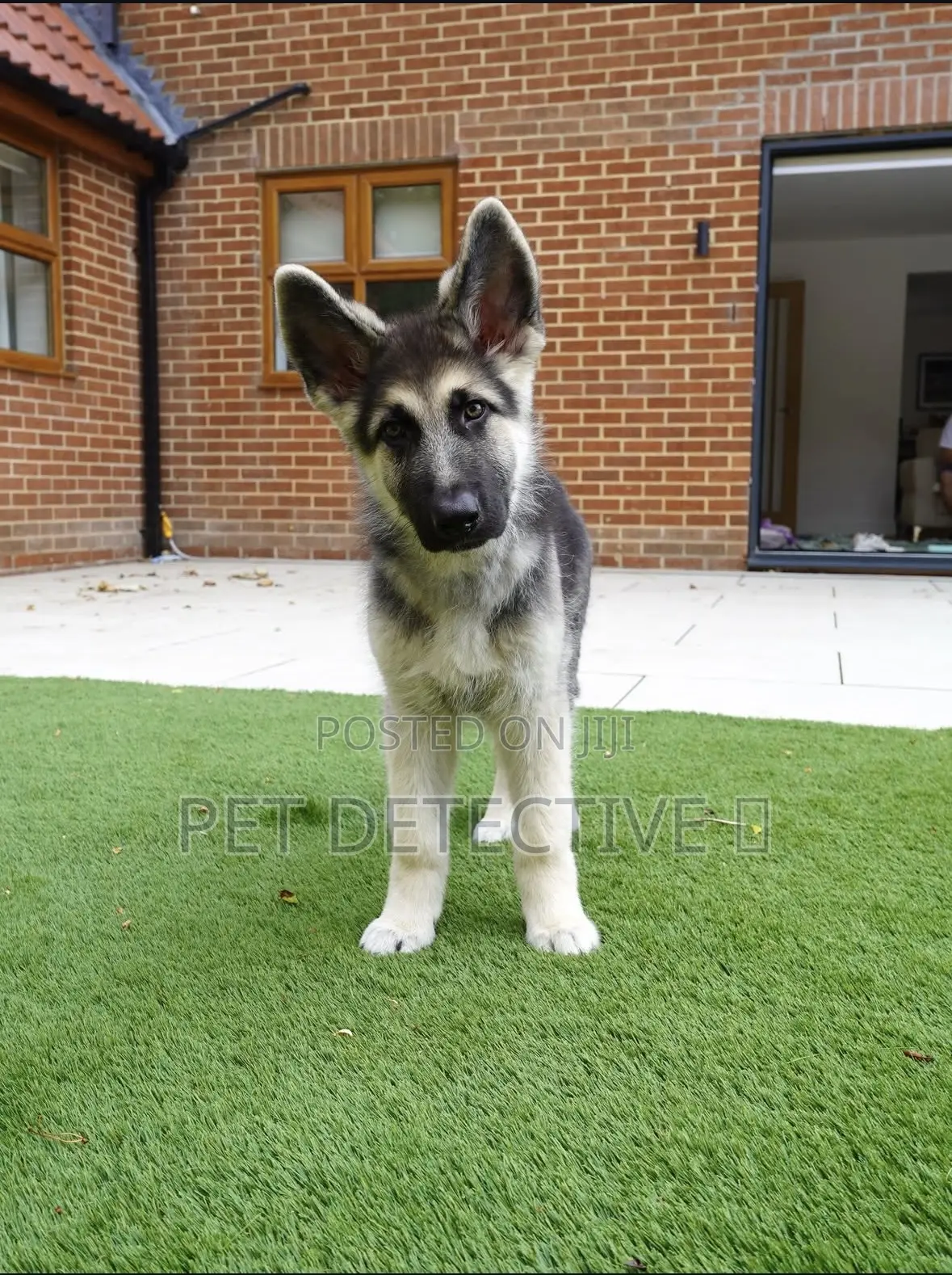 1-3 months Male Purebred German Shepherd