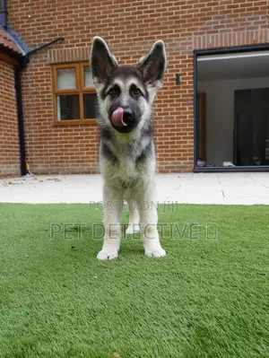 1-3 months Male Purebred German Shepherd