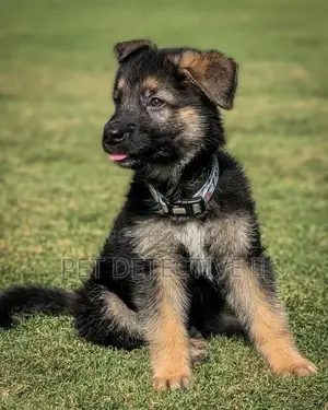 Photo - 1-3 months Male Purebred German Shepherd