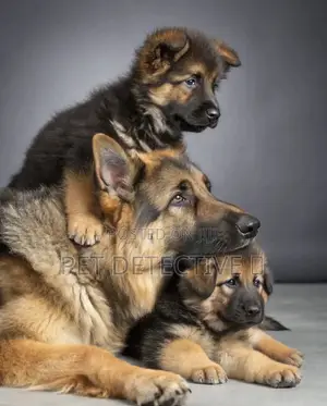 Photo - 1-3 months Male Purebred German Shepherd