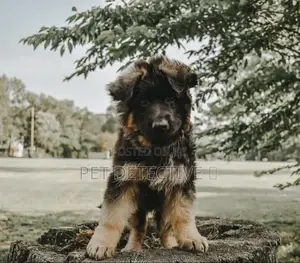 Photo - 1-3 months Male Purebred German Shepherd