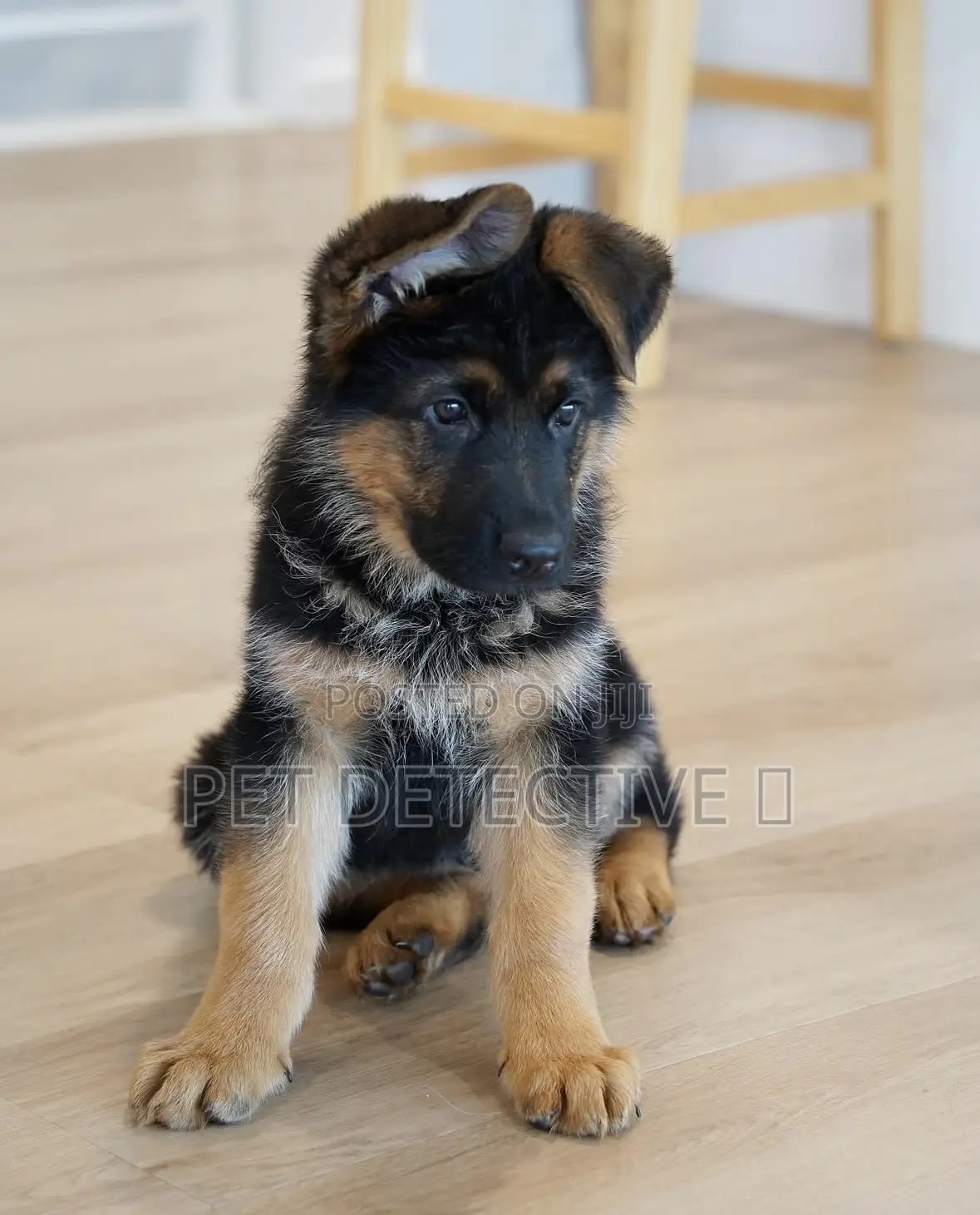 1-3 months Male Purebred German Shepherd