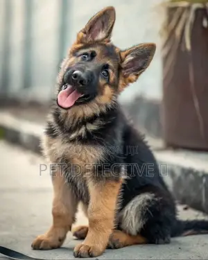 Photo - 1-3 months Male Purebred German Shepherd