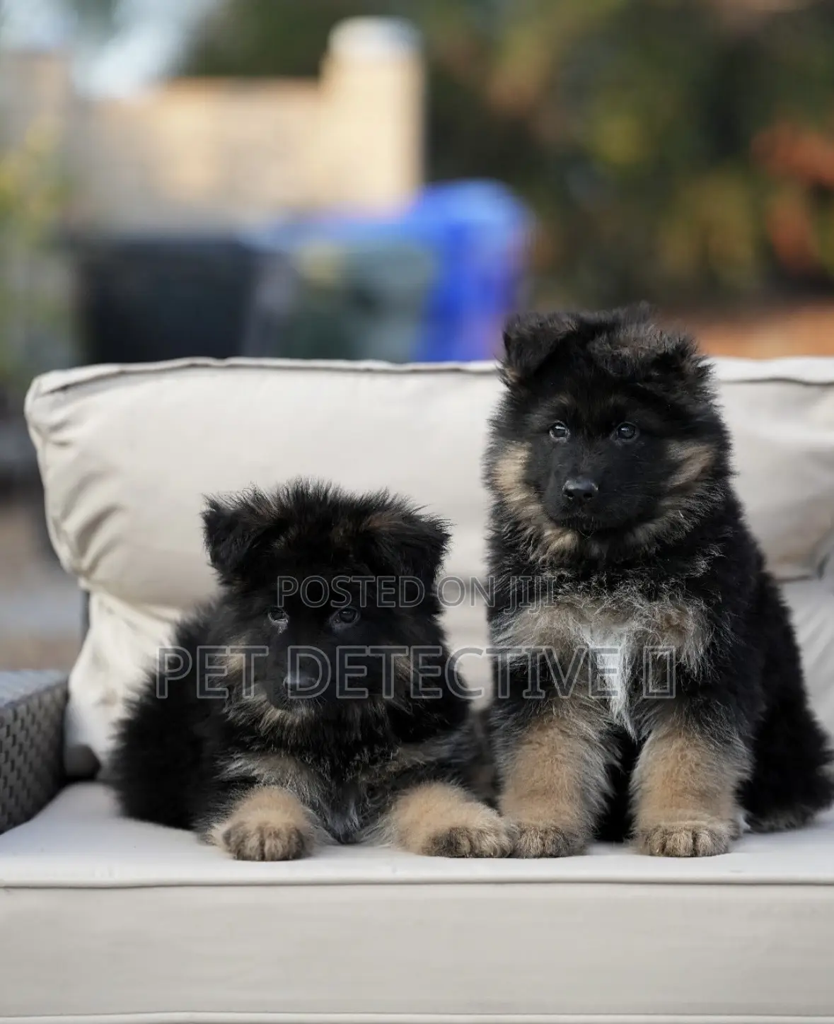 1-3 months Male Purebred German Shepherd