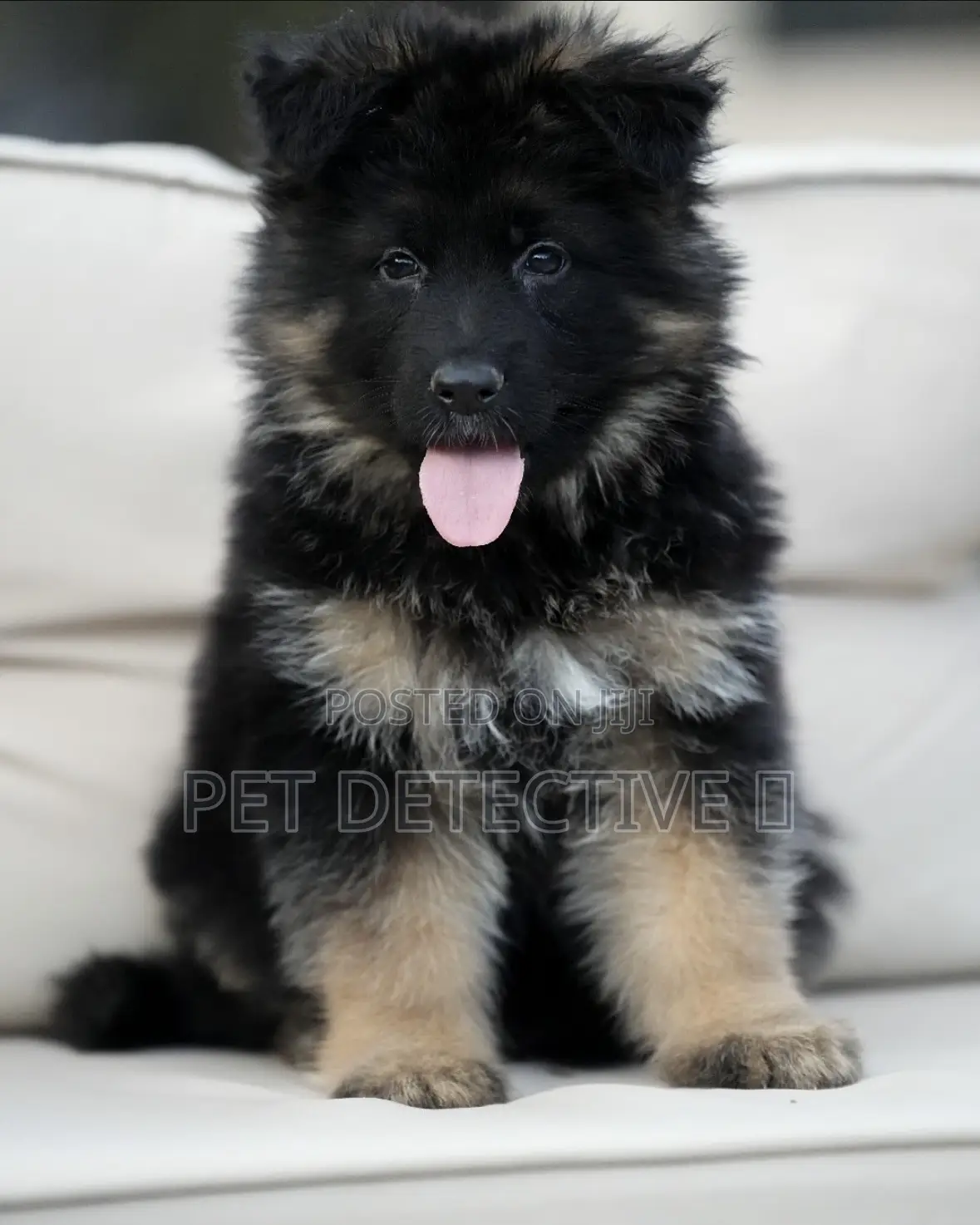 1-3 months Male Purebred German Shepherd