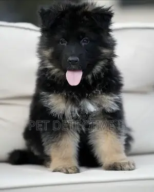 Photo - 1-3 months Male Purebred German Shepherd