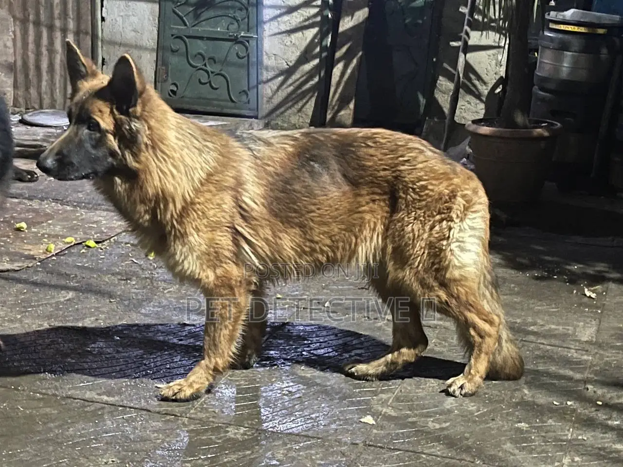 1-3 months Male Purebred German Shepherd