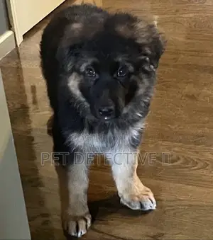 Photo - 1-3 months Male Purebred German Shepherd