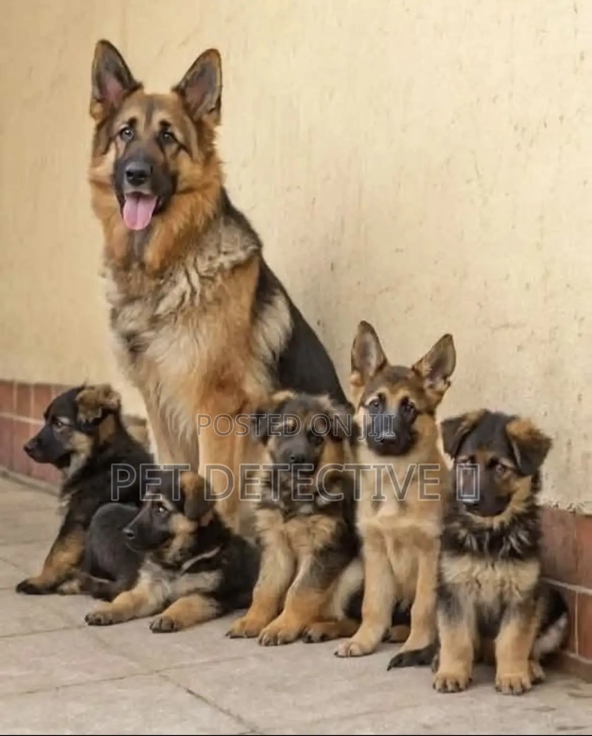 1-3 months Male Purebred German Shepherd