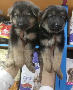 Photo - 1-3 months Male Purebred German Shepherd