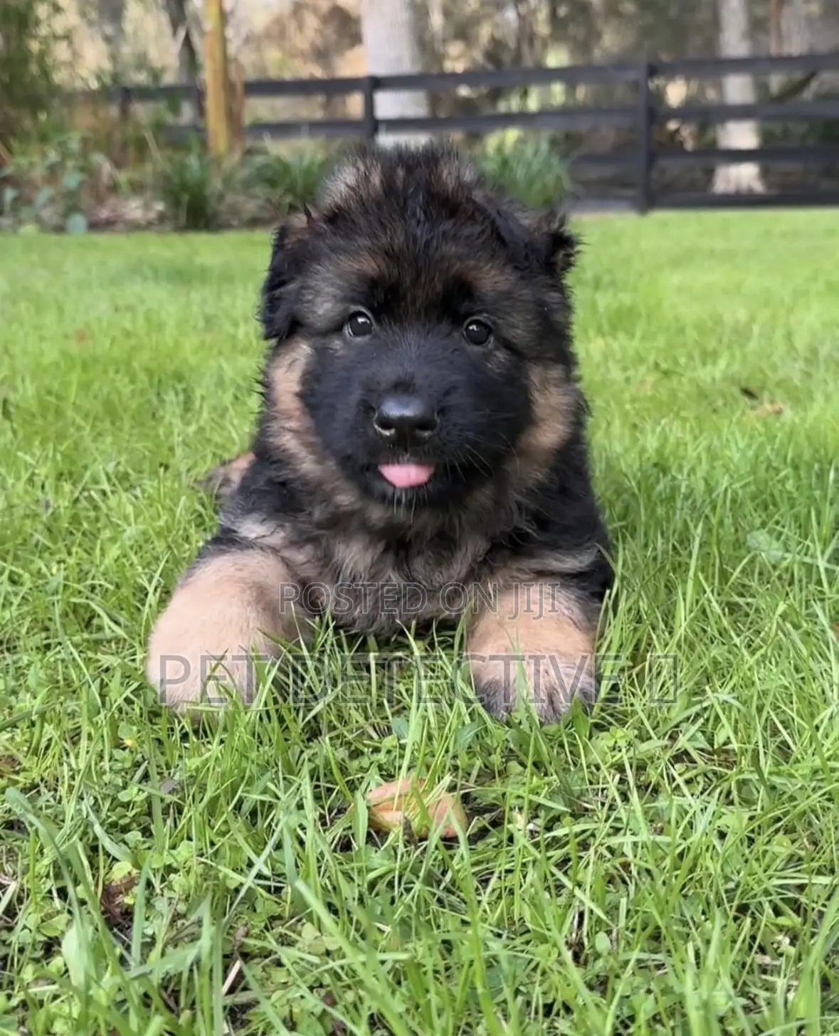 1-3 months Male Purebred German Shepherd