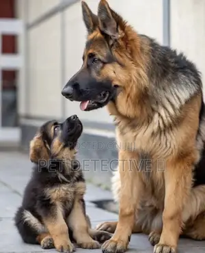 Photo - 1-3 months Male Purebred German Shepherd