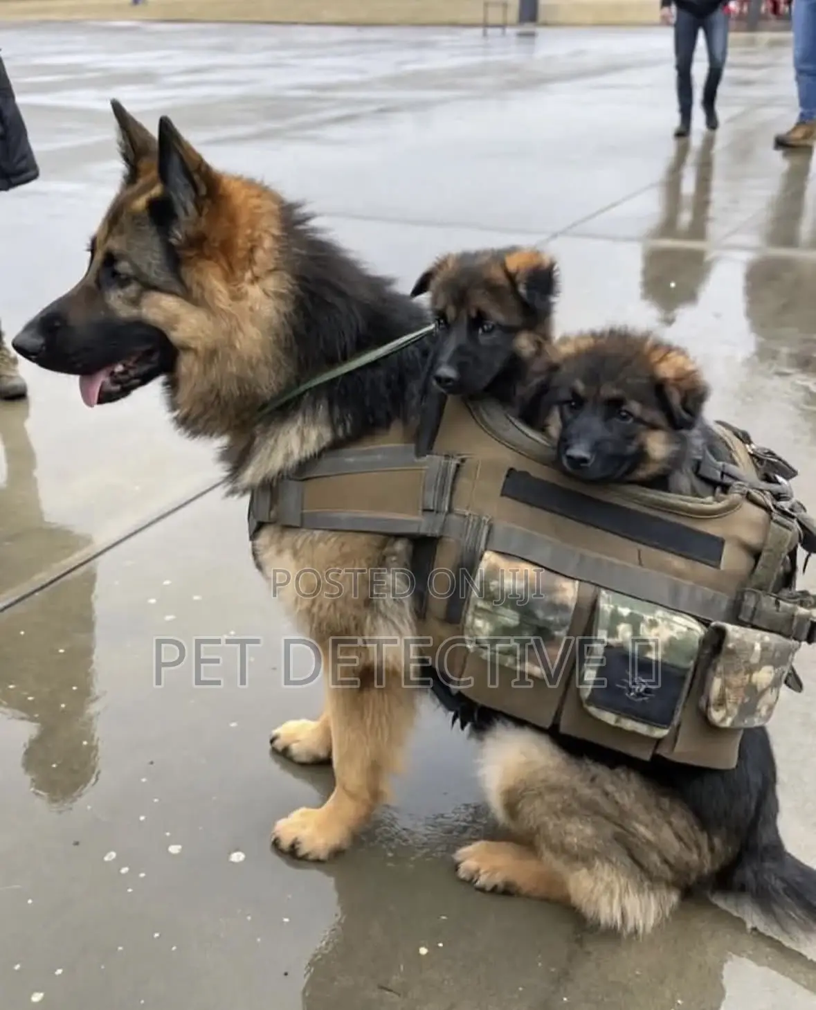 1-3 months Male Purebred German Shepherd