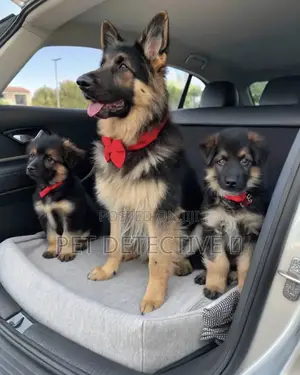 Photo - 1-3 months Male Purebred German Shepherd