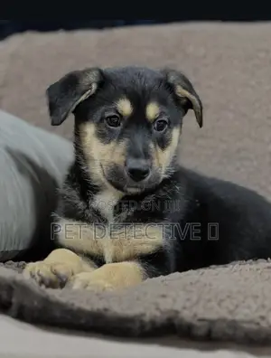 Photo - 1-3 months Male Purebred German Shepherd