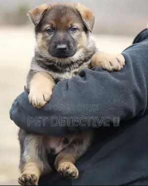 Photo - 1-3 months Male Purebred German Shepherd