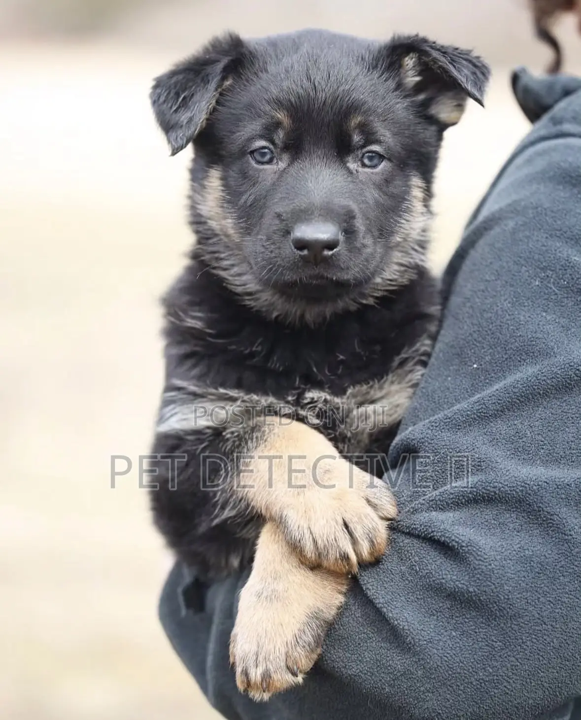 1-3 months Male Purebred German Shepherd