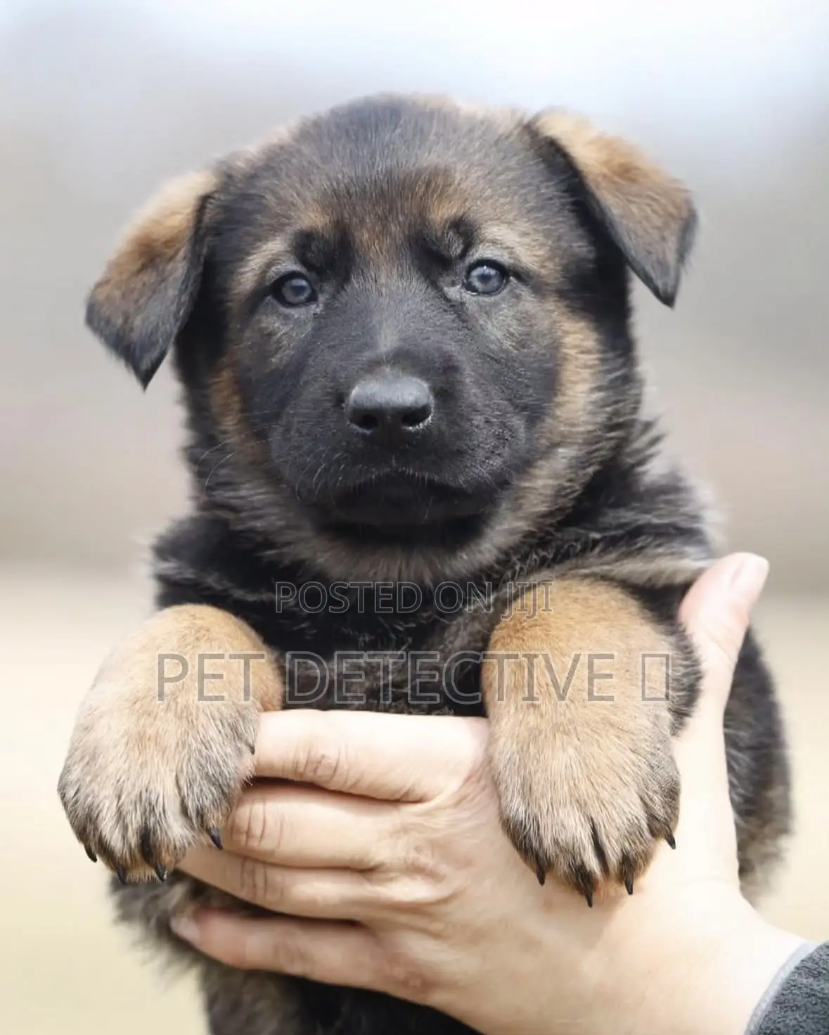 1-3 months Male Purebred German Shepherd