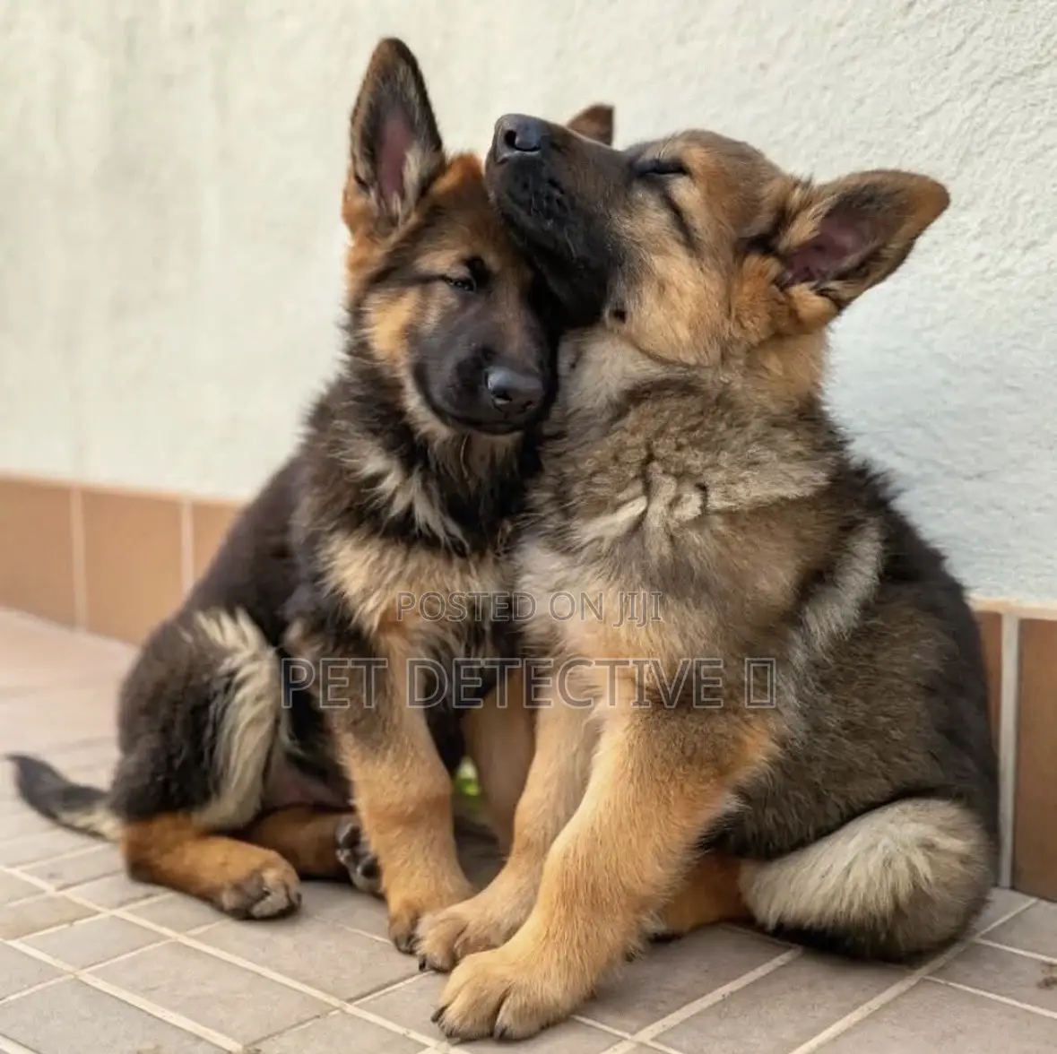 1-3 months Male Purebred German Shepherd